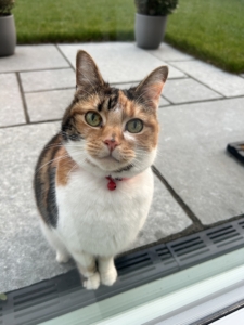 Photo of paper the tabby cat looking straight into the camera