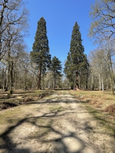 Photo taken by Michelle of her walk with trees in background and path in foreground